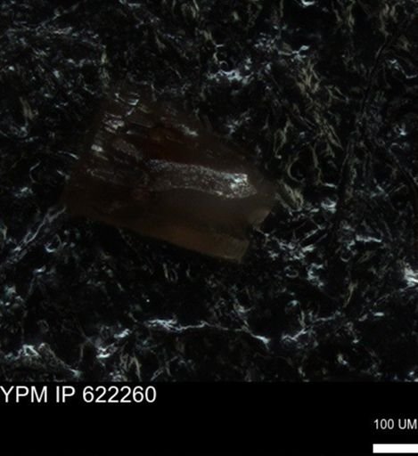 undet. Echinoidea