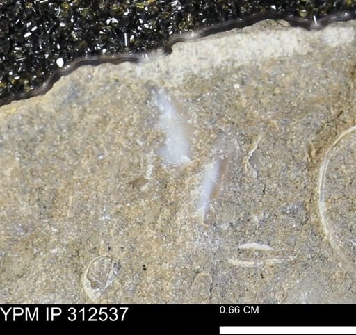 undet. Mollusca