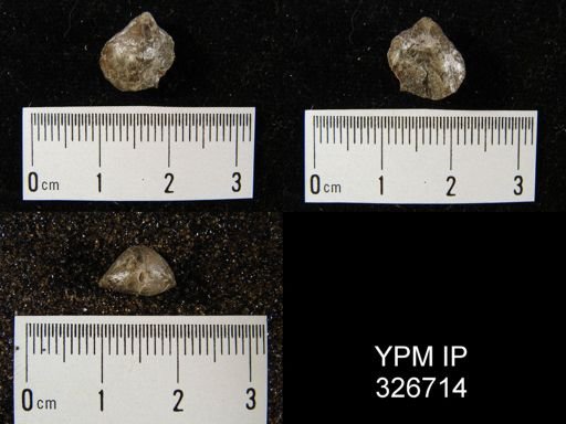 Camarophoria explanata