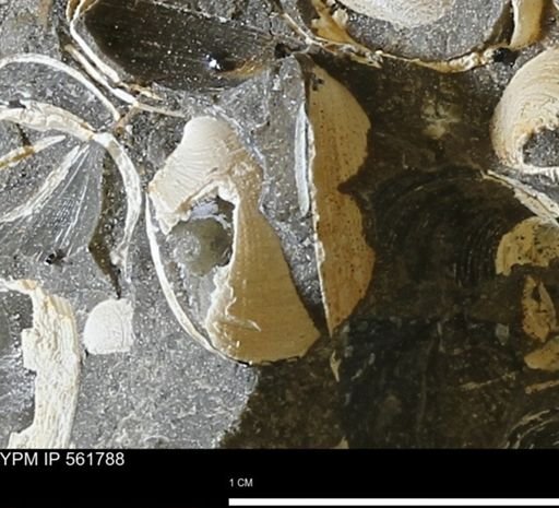 Limopsis sp.