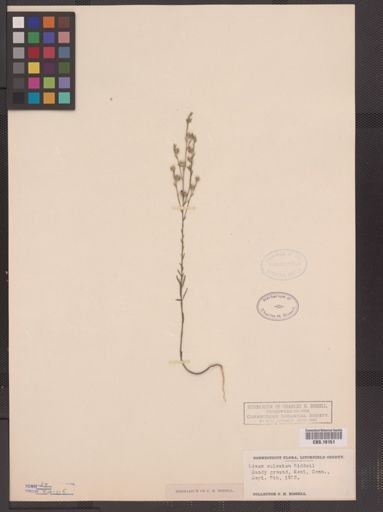 Linum sulcatum