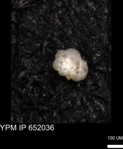 undet. Rugoglobigerinidae