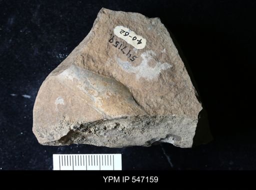 taxon undetermined