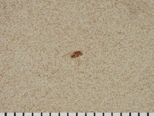 undet. Diptera