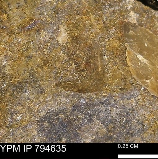 Protocardia subquadrata