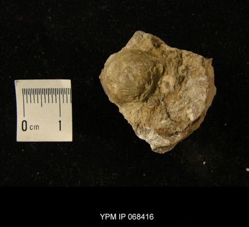 Oepikina sp.