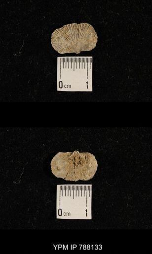 undet. Brachiopoda