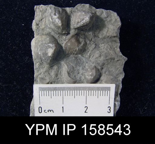 Hindella prinstana