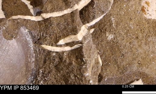 undet. Bivalvia