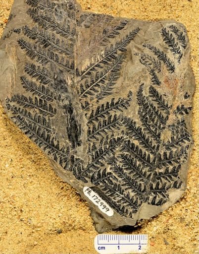 Pecopteris plumosa-dentata
