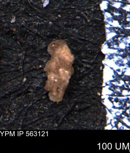 Verneuilina canadensis
