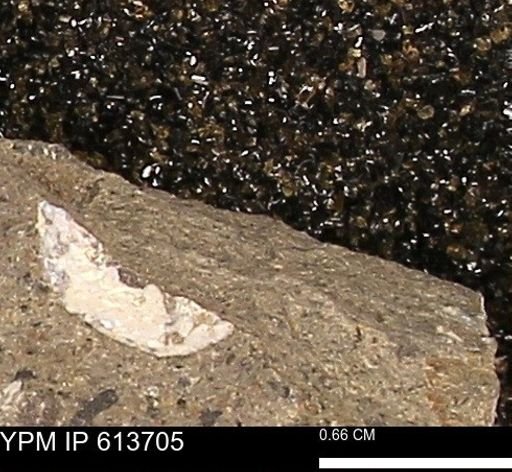 Scaphites sp.