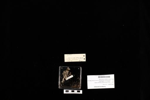 Sceloporus graciosus