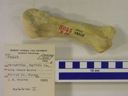 Rhinocerotidae