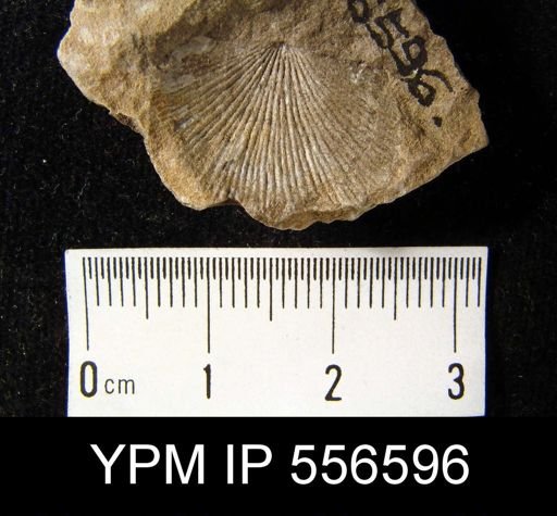 Chonetes coronatus
