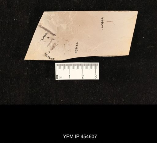 undet. Diptera