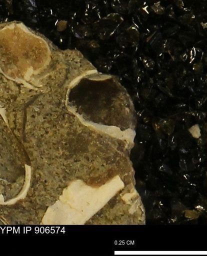 undet. Bivalvia