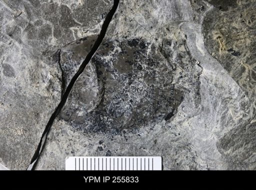 Eurypterida