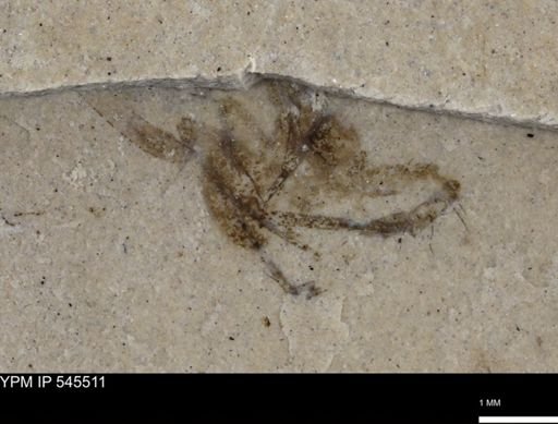 undet. Arachnida