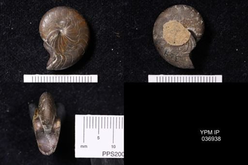 Tornoceras uniangulare
