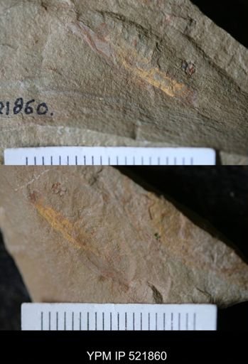 Hurdiidae