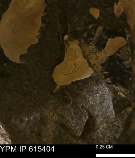 undet. Mollusca