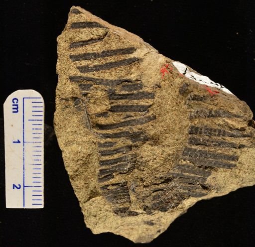 Paramatonia linearis