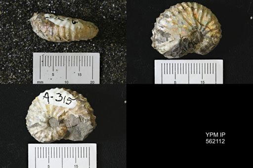 Discoscaphites sp.