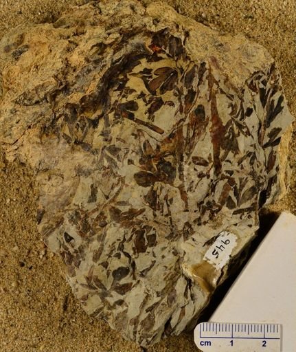 Triphyllopteris rarinervis