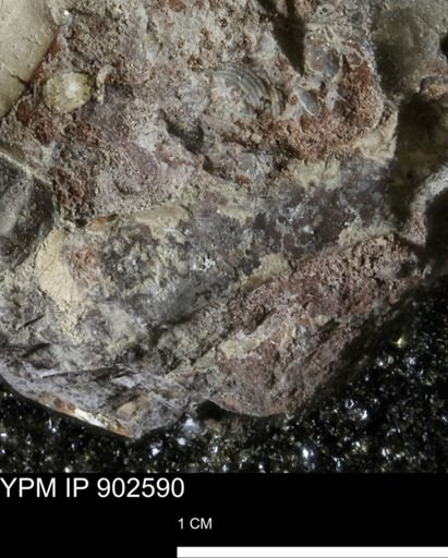 undet. Bivalvia