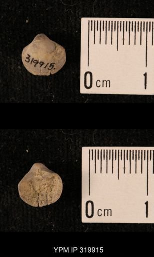 Ambocoelia planoconvexa