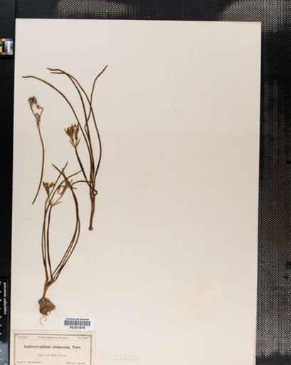 Androstephium