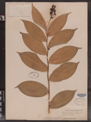 Maianthemum