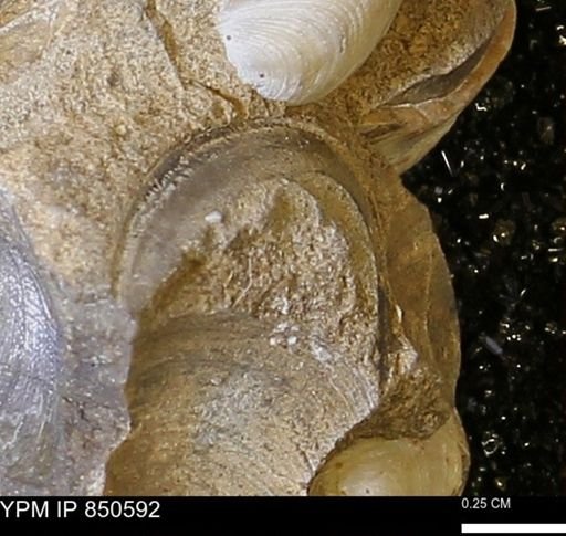 Limopsis striatopunctatus