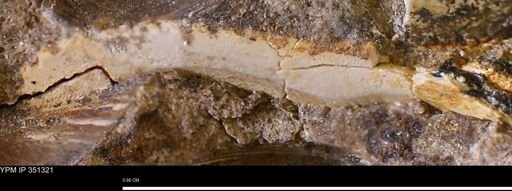 undet. Bivalvia