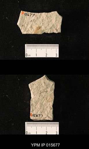 Permoblattina permiana