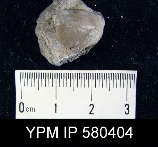 Eodevonaria?
