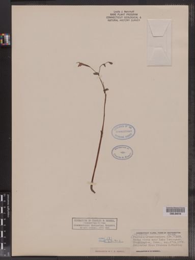 Triphora trianthophora