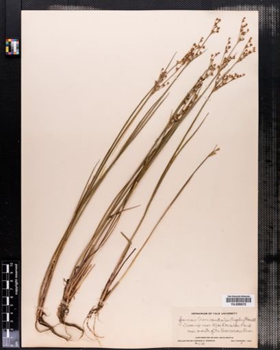 Juncus brevicaudatus