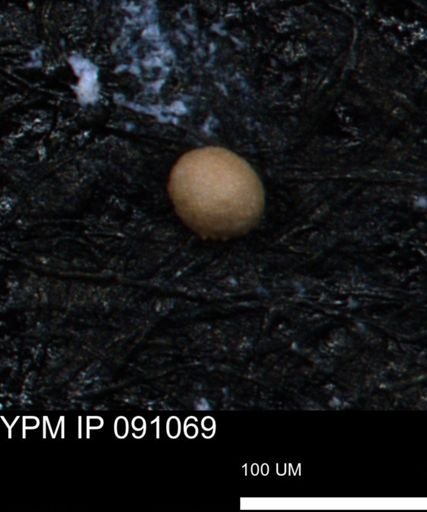 undet. Foraminiferida