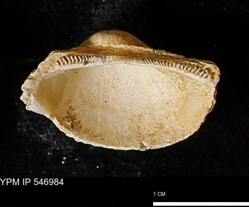 Scapharca transversa