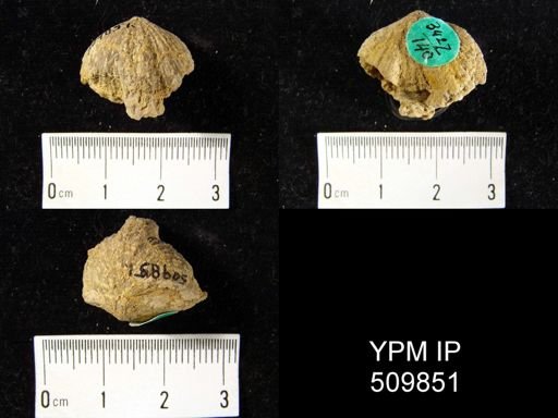 undet. Uncinuloidea