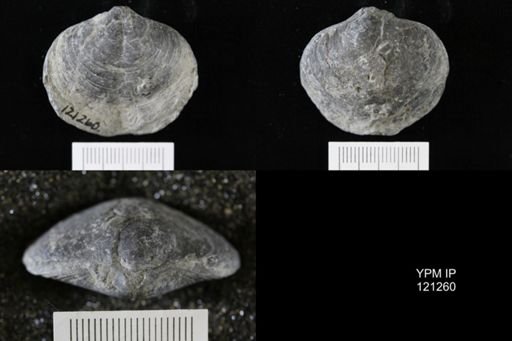 Athyris sp.