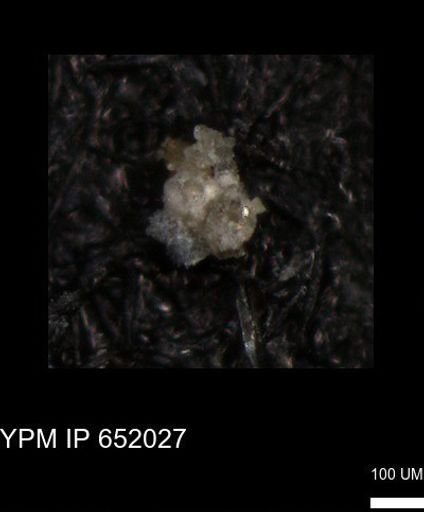 undet. Heterohelicidae