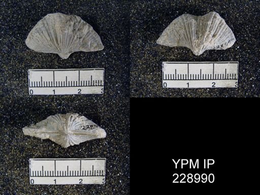 Neospirifer kansasensis