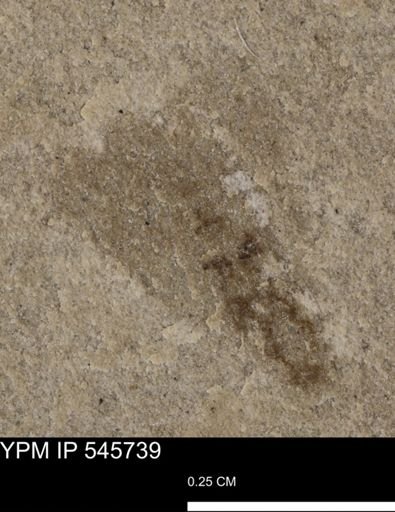 undet. Insecta
