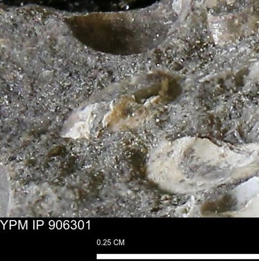 undet. Mollusca