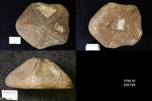 Clypeaster sp.