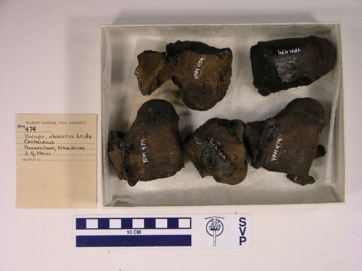 Holops obscurus