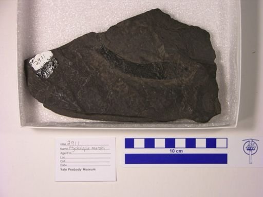 Ptycholepis marshi